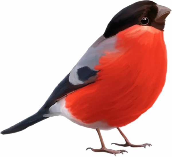 Vibrant Red Bullfinch Bird PNG