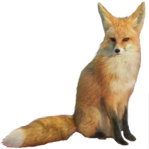 Red Fox Sitting PNG Transparent Background