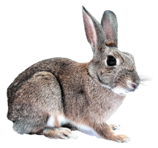 Realistic Rabbit PNG Transparent Background