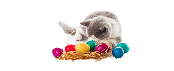 Cute Cat with Colorful Easter Eggs PNG Transparent Background