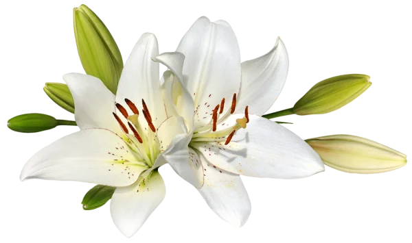 White Lily Flowers with Buds PNG Transparent Background