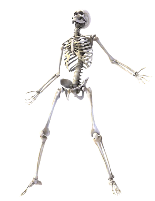 Full Human Skeleton PNG Transparent Background