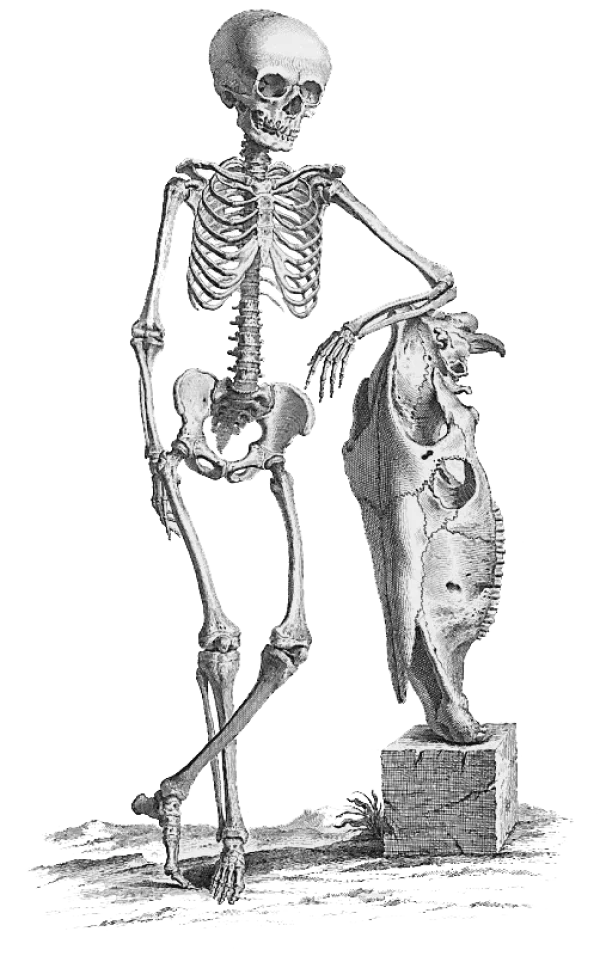 Vintage Human Skeleton and Animal Skull PNG