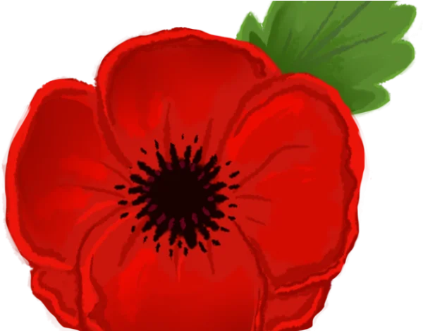 Red Poppy Flower Illustration Transparent PNG