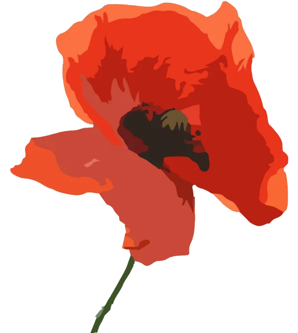 Red Poppy Flower PNG Transparent Background