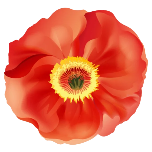 Red Poppy Flower Transparent Background PNG