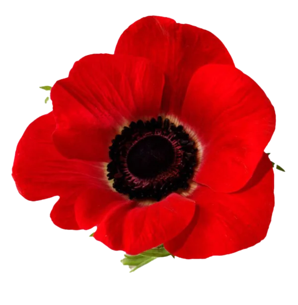 Red Poppy Flower PNG Transparent Background