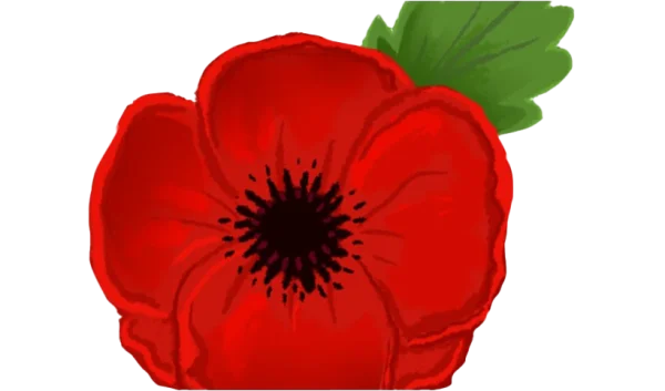 Red Poppy Flower PNG Transparent Background