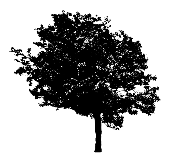 Completely Transparent PNG Placeholder