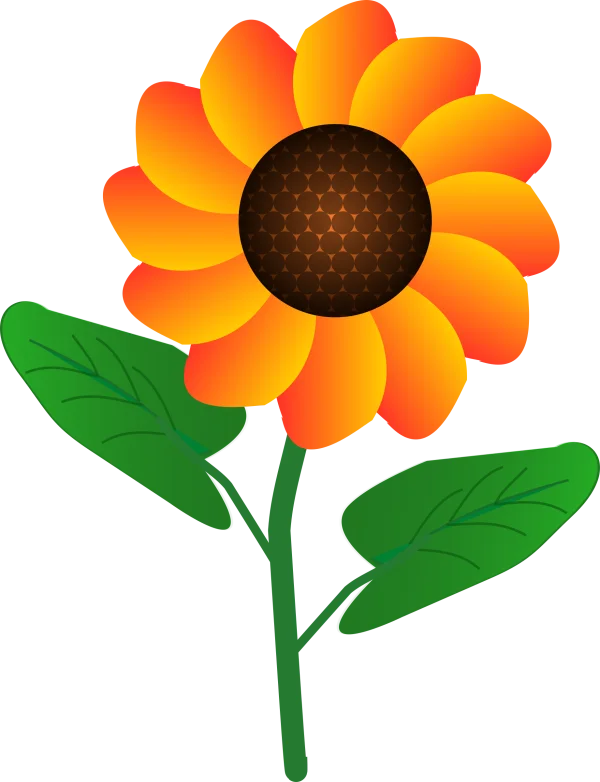 Vibrant Sunflower PNG Transparent Background
