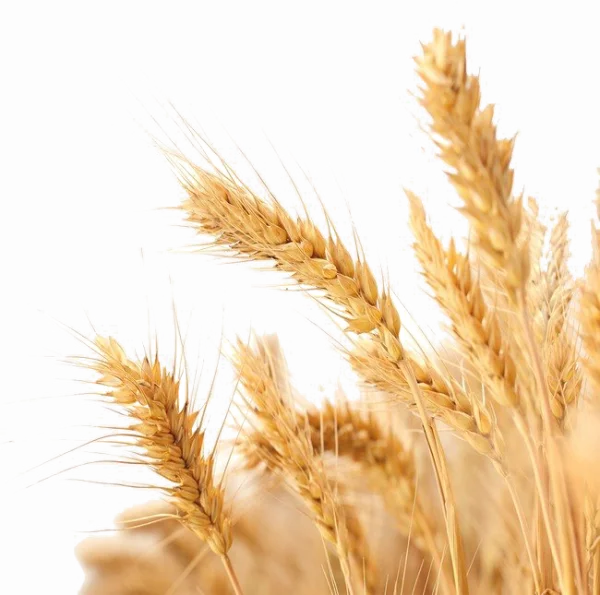 Golden Wheat Stalks Transparent PNG