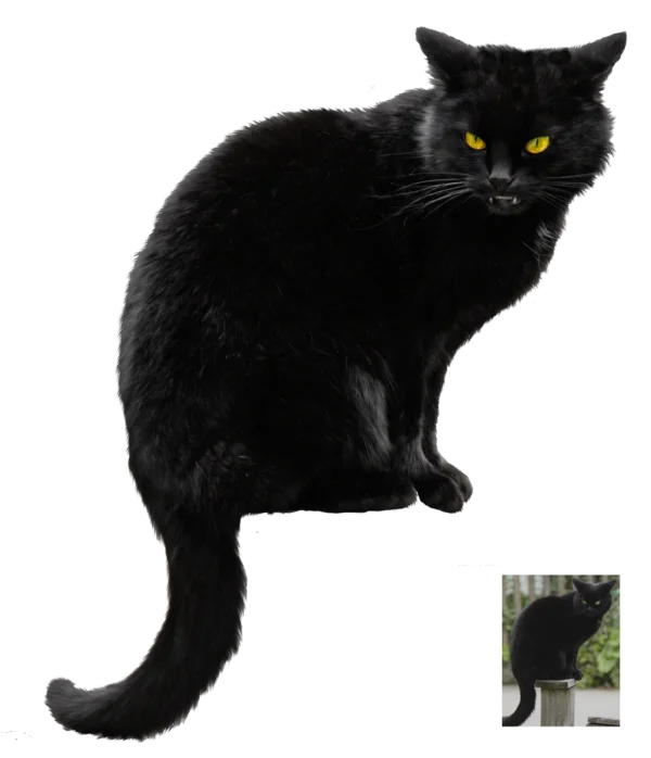Black Cat with Yellow Eyes Transparent PNG