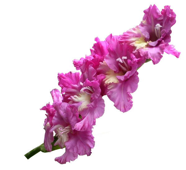 Vibrant Pink Gladiolus Flower PNG Transparent Background