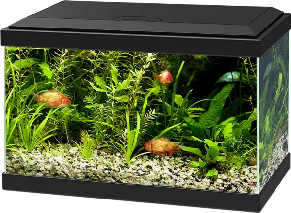 Fish Tank with Live Plants and Goldfish PNG Transparent Background