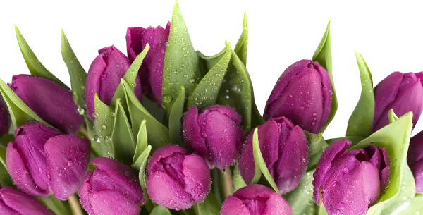 Purple Tulips with Water Droplets PNG Transparent Background