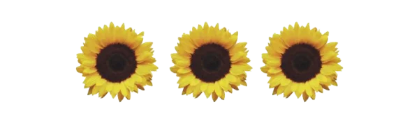 Three Vibrant Sunflowers PNG Transparent Background