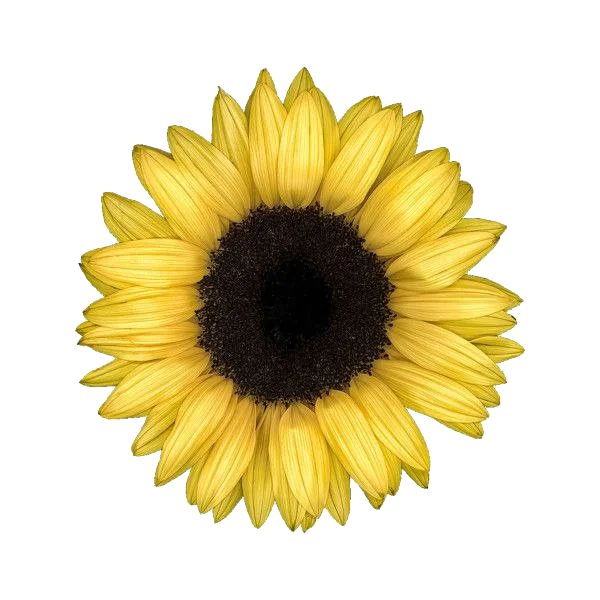 Bright Yellow Sunflower Transparent PNG