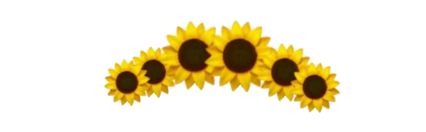 Sunflower Arch Garland PNG Transparent Background