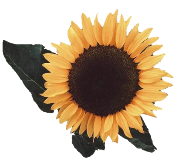 Realistic Sunflower PNG Transparent Background