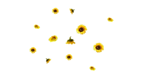 Scattered Sunflowers Transparent Background PNG