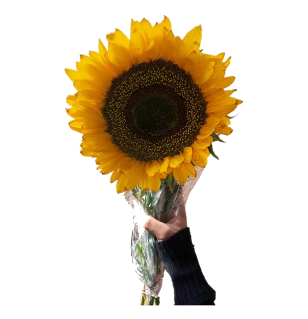 Vibrant Sunflower Bouquet PNG Transparent Background