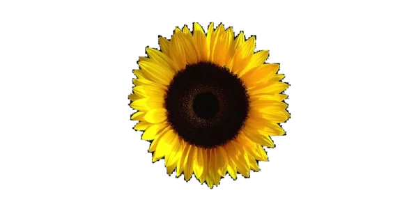 Sunflower PNG Transparent Background