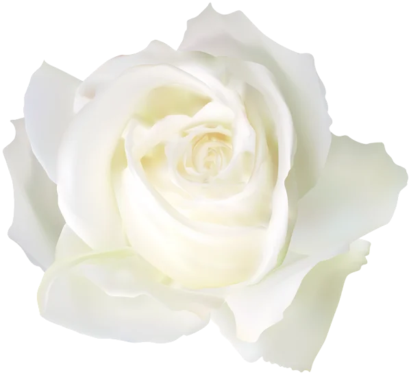 White Rose Transparent Background PNG
