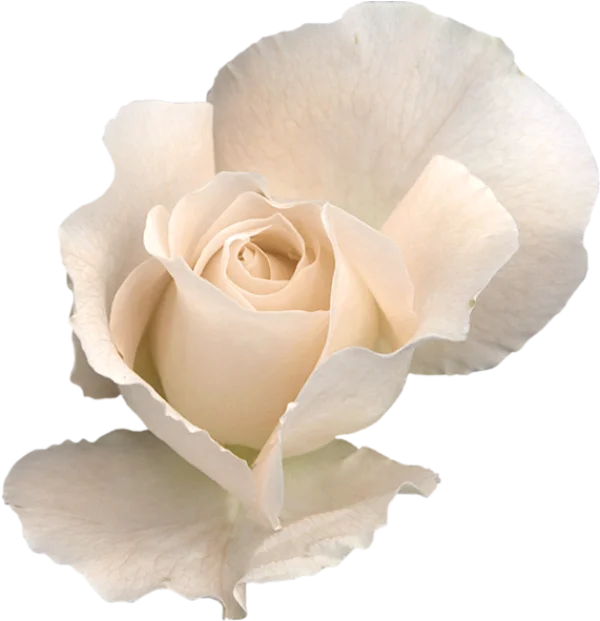 Light Pink Rose PNG Transparent Background