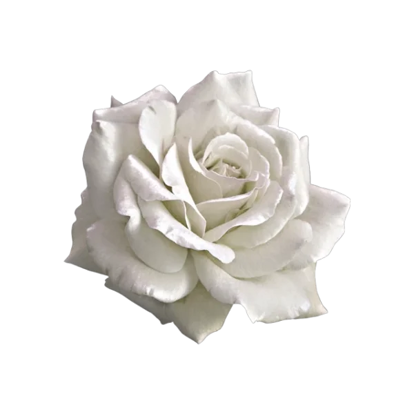 Elegant White Rose PNG Transparent Background