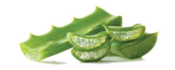 Fresh Aloe Vera Leaves and Slices PNG