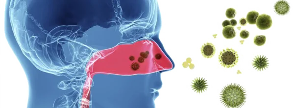 Nasal & Respiratory Infection Viruses PNG Transparent
