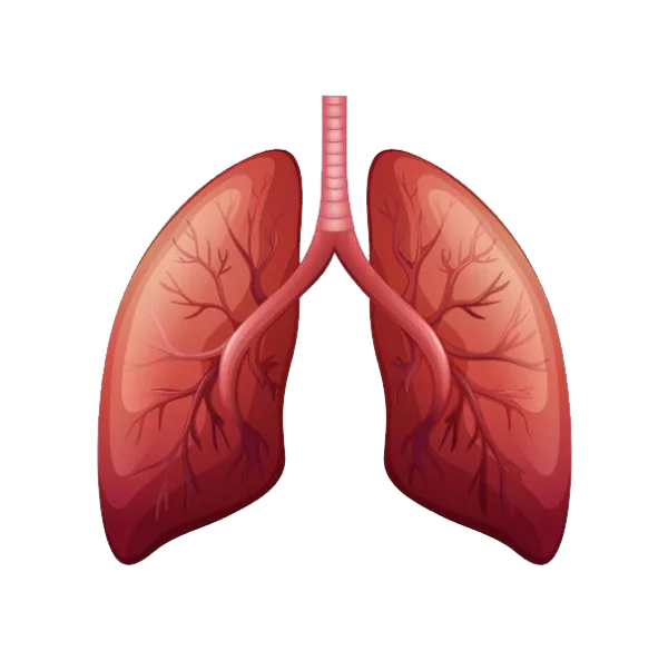 Human Lungs Anatomy Diagram PNG Transparent