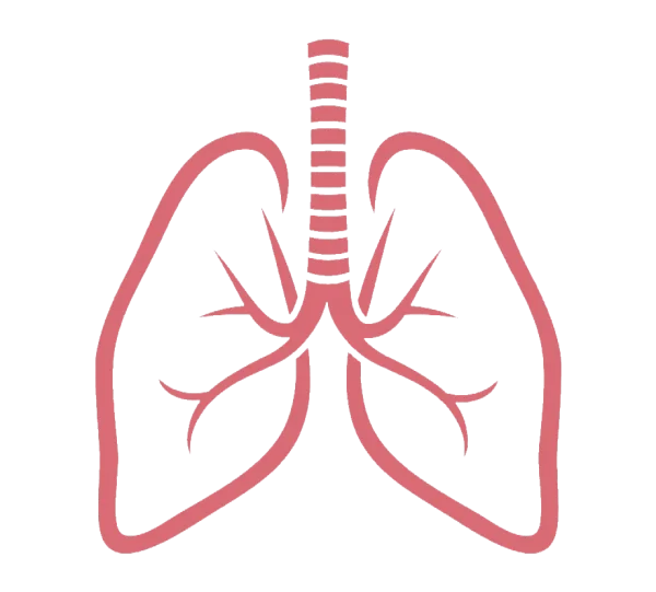 Stylized Human Lungs Diagram PNG Transparent