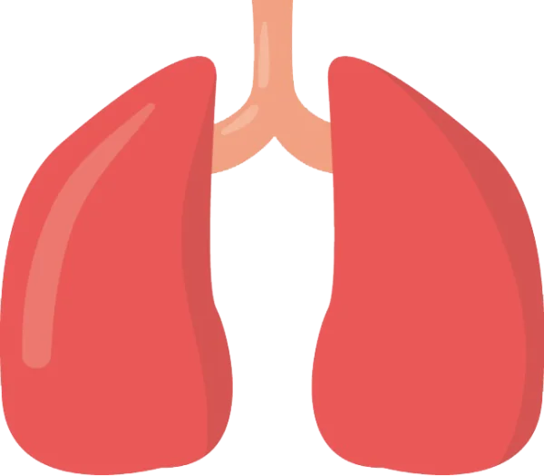 Human Lungs Anatomy PNG Transparent Background