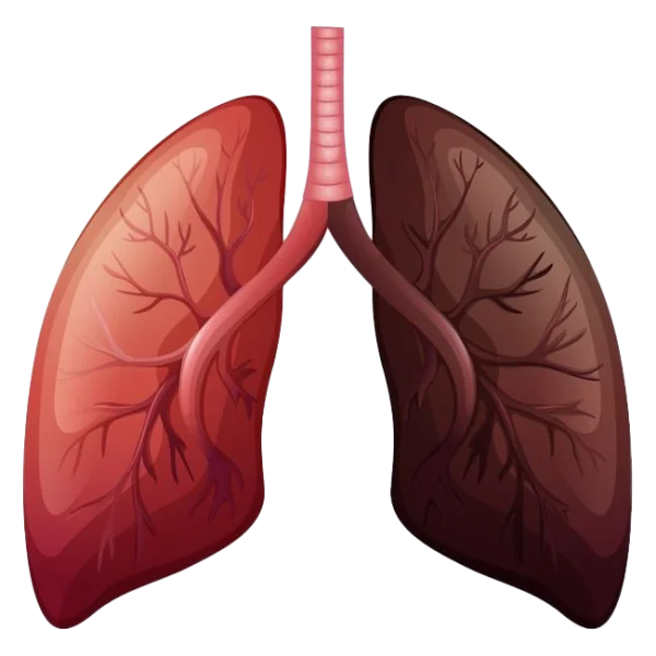 Healthy and Smoker Lungs Comparison PNG Transparent