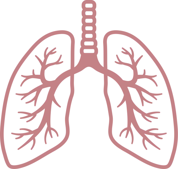 Human Lungs Anatomy Diagram PNG Transparent