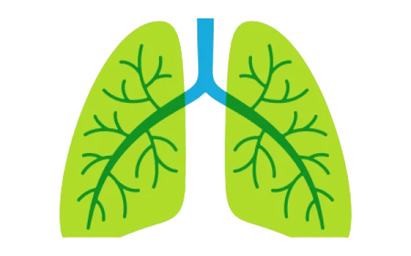 Stylized Human Lungs PNG Transparent Background