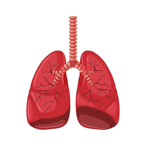Human Lungs and Trachea PNG Transparent Background