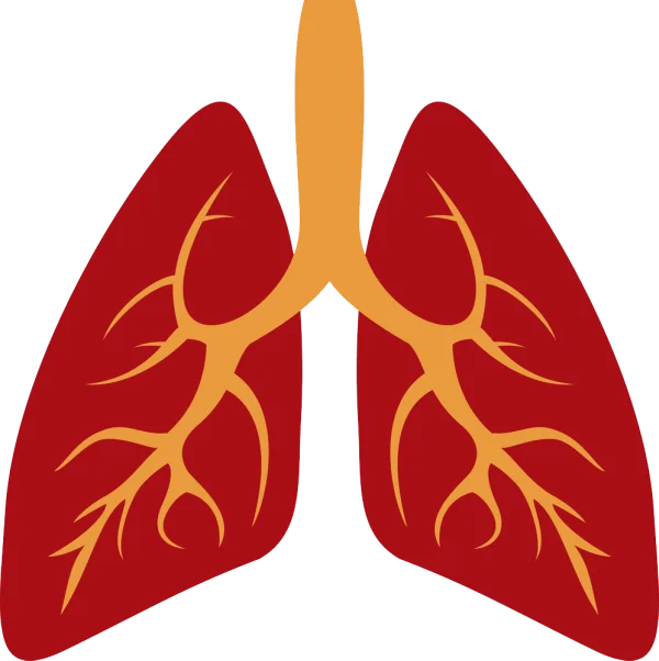 Human Lungs Icon Transparent Background PNG