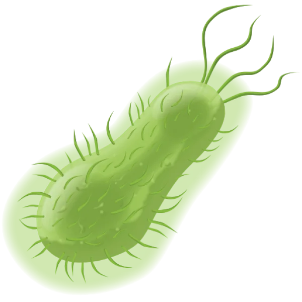 Green Bacterium Cell PNG Transparent Background