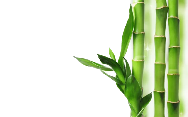 Green Bamboo Plant PNG Transparent Background