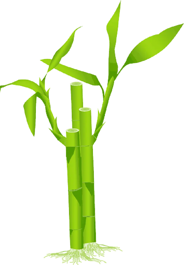 Green Bamboo Plant with Roots PNG Transparent Background