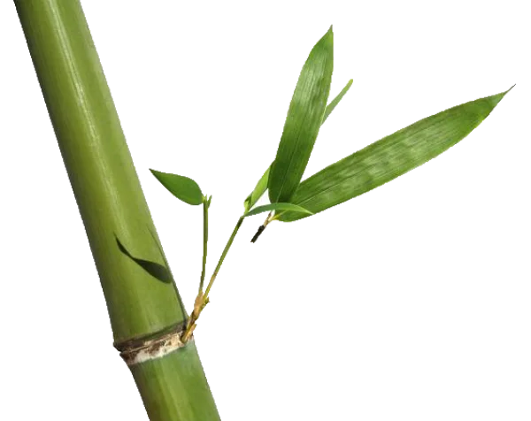 Green Bamboo Stalk with Leaves PNG