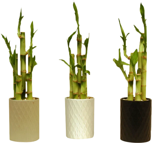 Lucky Bamboo Plants in Decorative Pots PNG Transparent