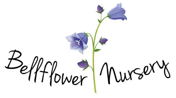 Bluebell Flower Plant PNG Transparent Background
