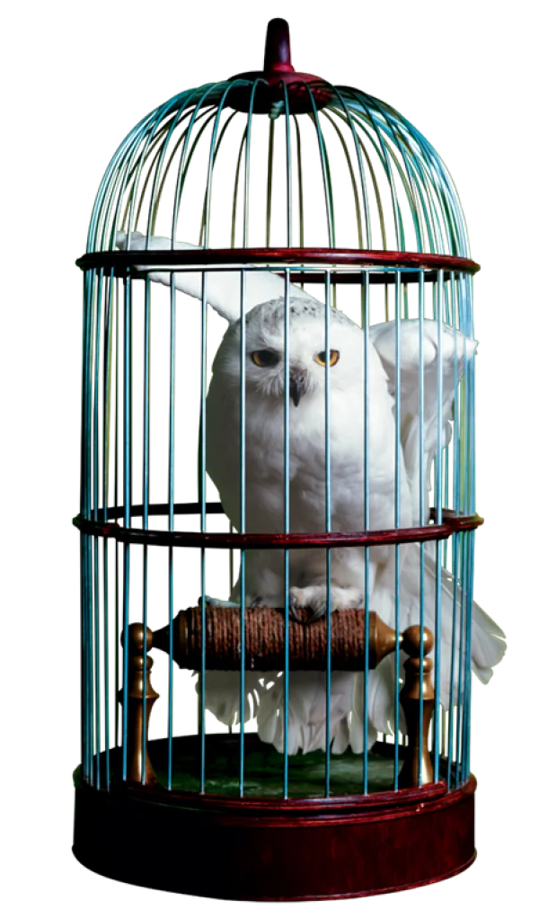 Snowy Owl in Ornate Birdcage PNG Transparent