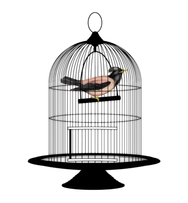 Bird in Cage PNG Transparent Background