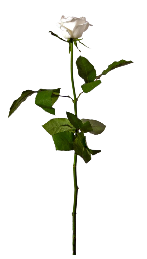Single White Rose Transparent PNG
