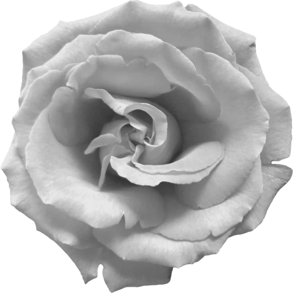 Black and White Rose Transparent PNG