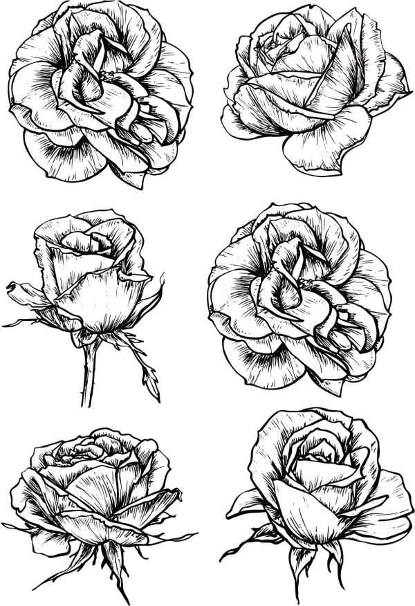 Detailed Rose Line Art Illustrations PNG